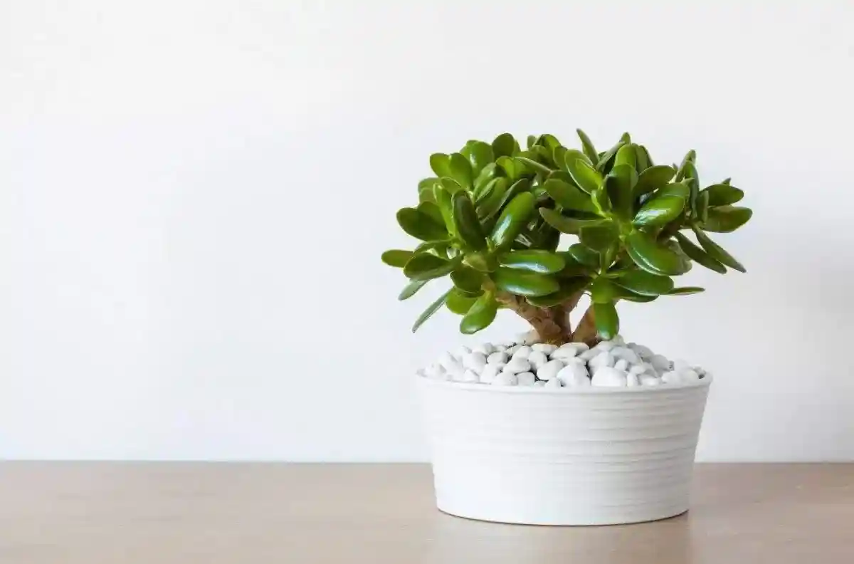 Confira como esta flor pode trazer sorte para sua casa.