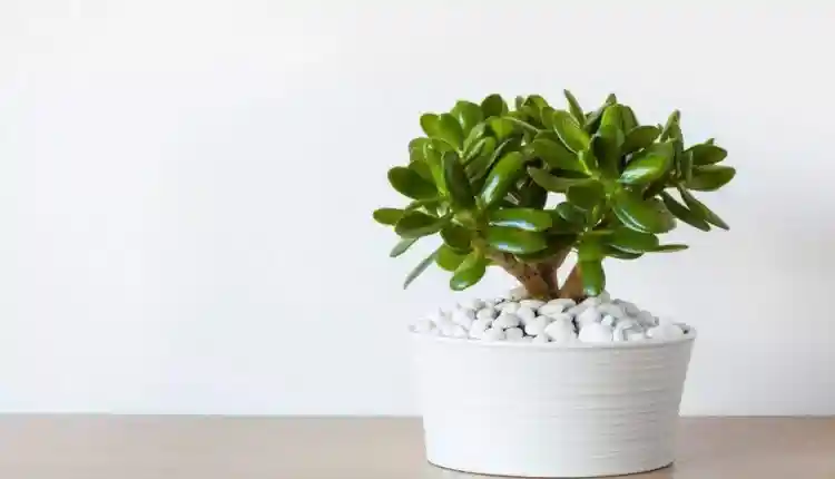 Confira como esta flor pode trazer sorte para sua casa.