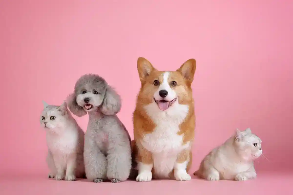 Veja como melhorar a adaptação do seu novo pet a sua casa.