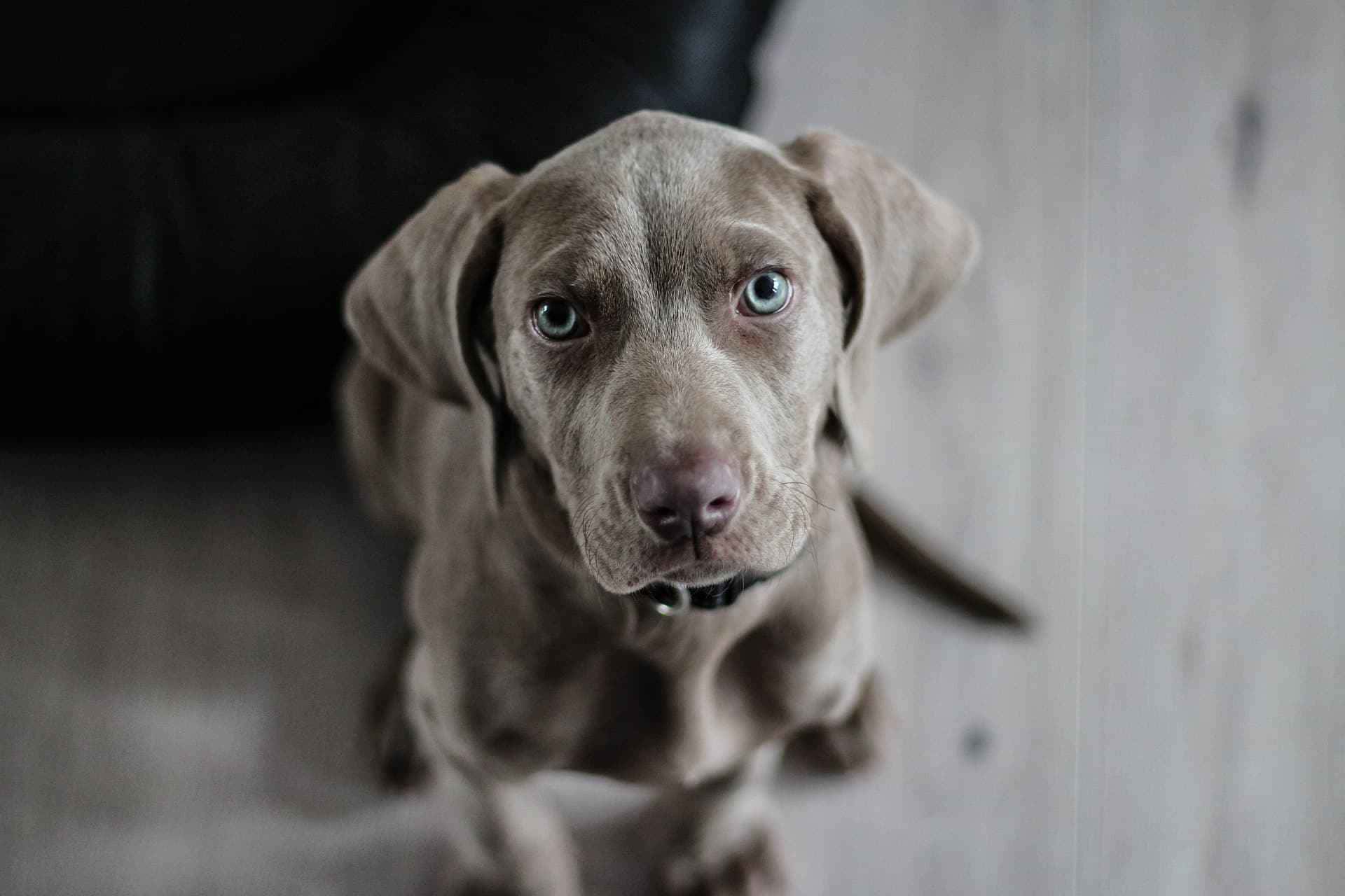 Confira qual raça de cachorro tem a mordida mais forte.