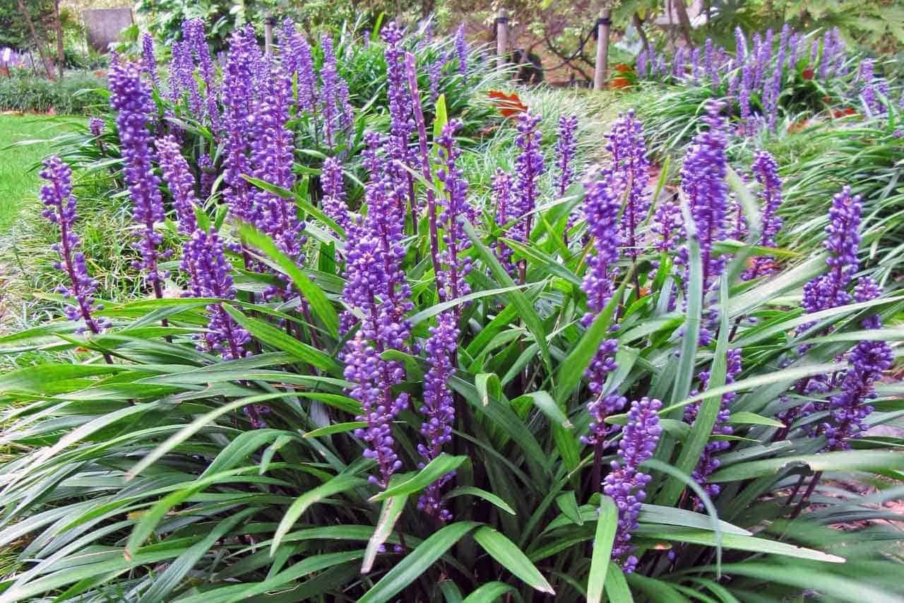 5 mitos da jardinagem que podem estar matando suas plantas.
