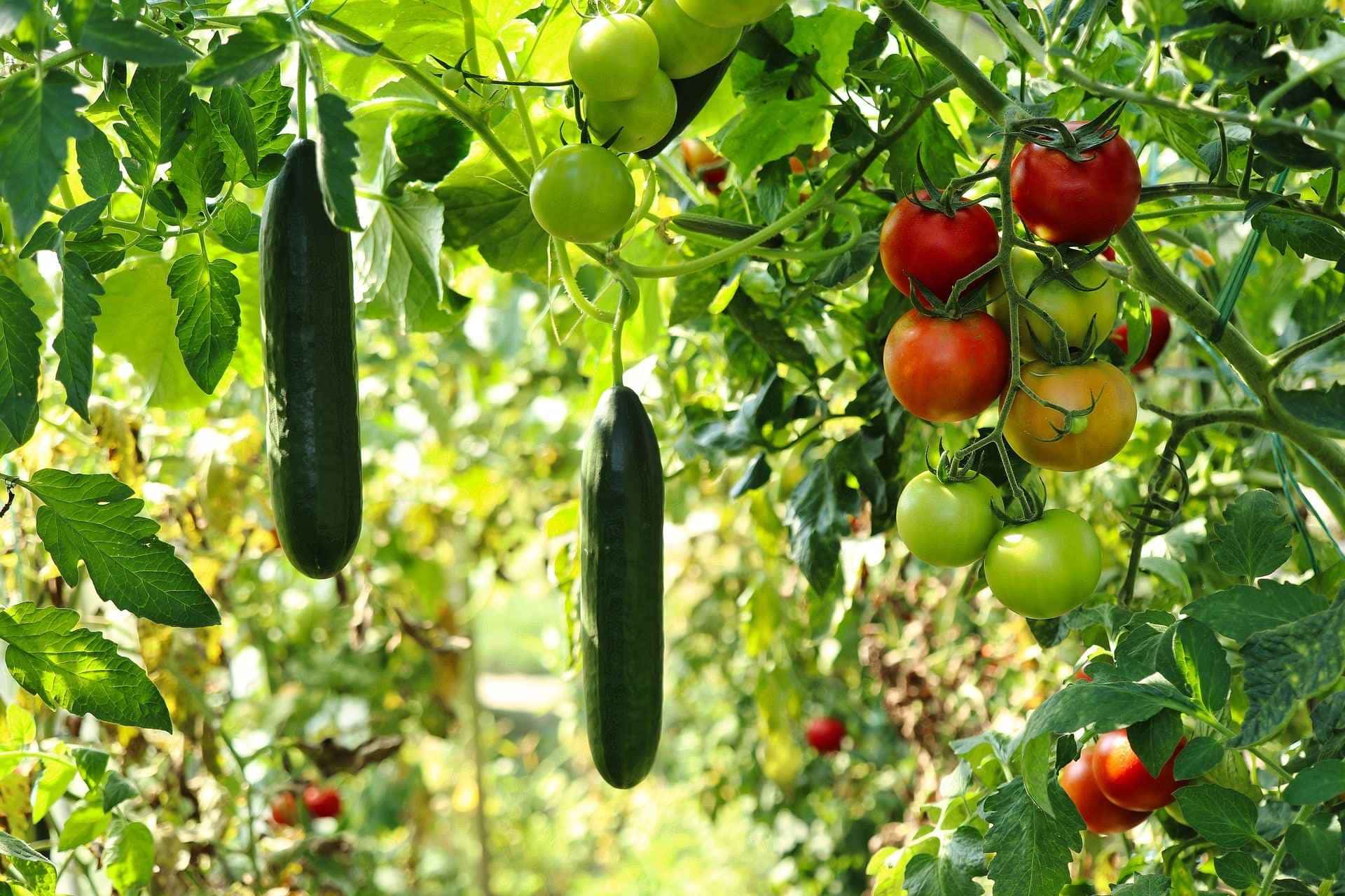 Veja como cultivar horta em casa.
