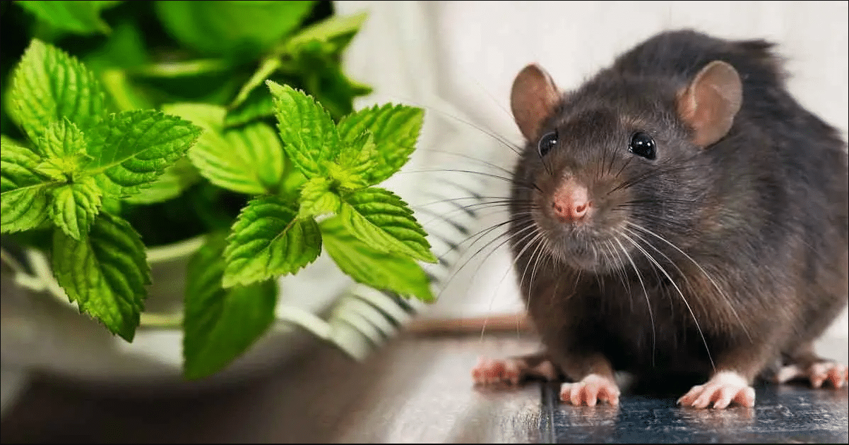 Confira plantas que podem afastar os ratos da sua casa.