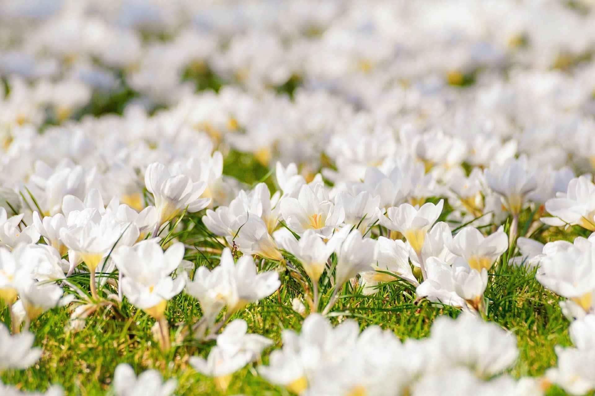 Confira estas opções de flores brancas.