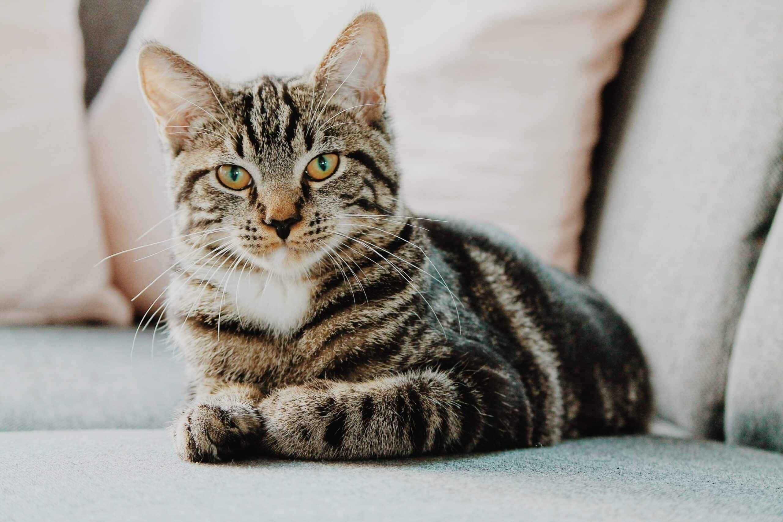 Confira esta síndrome que gatos podem possuir.