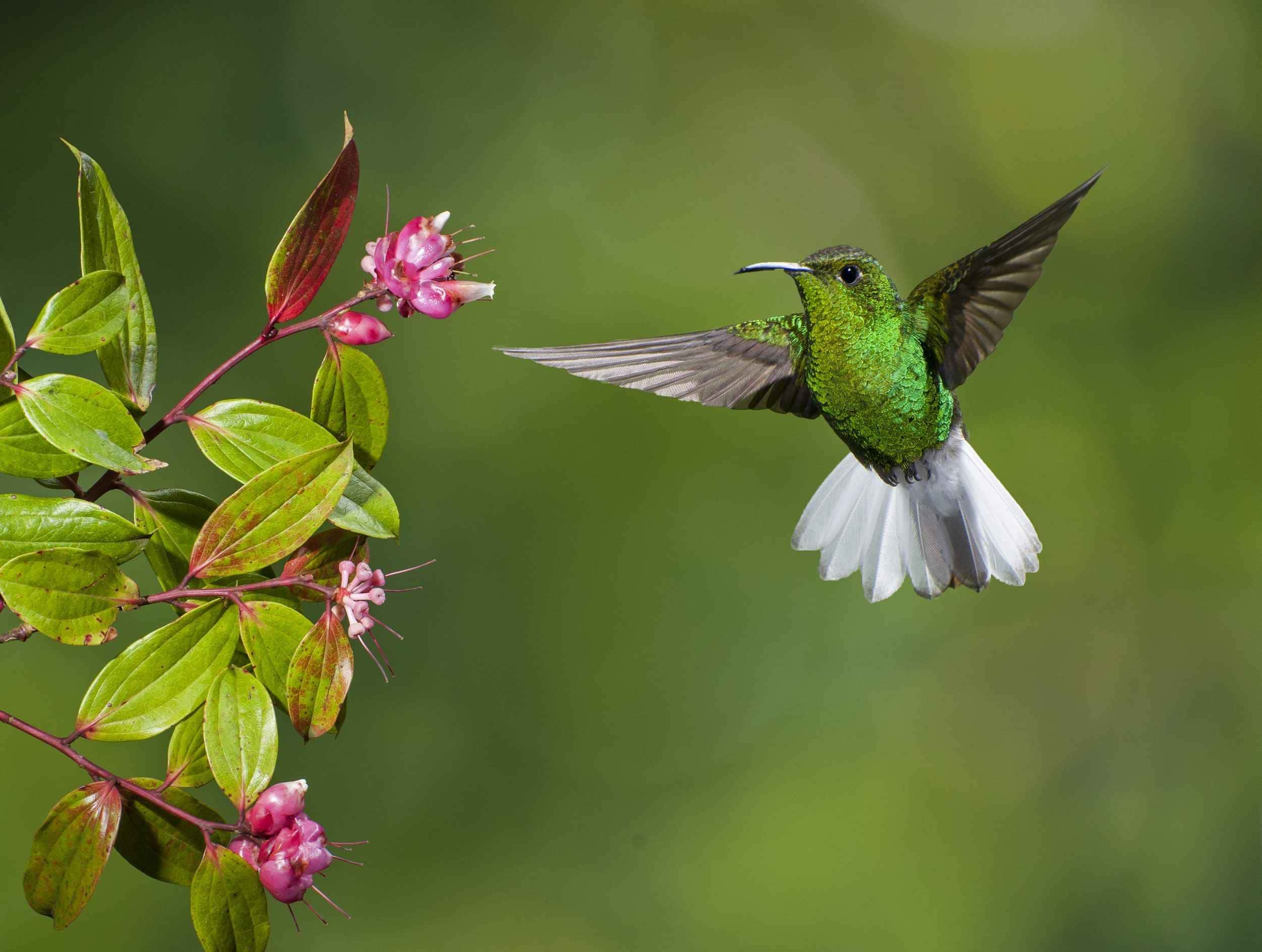 Confira como atrair beija-flores para seu jardim.
