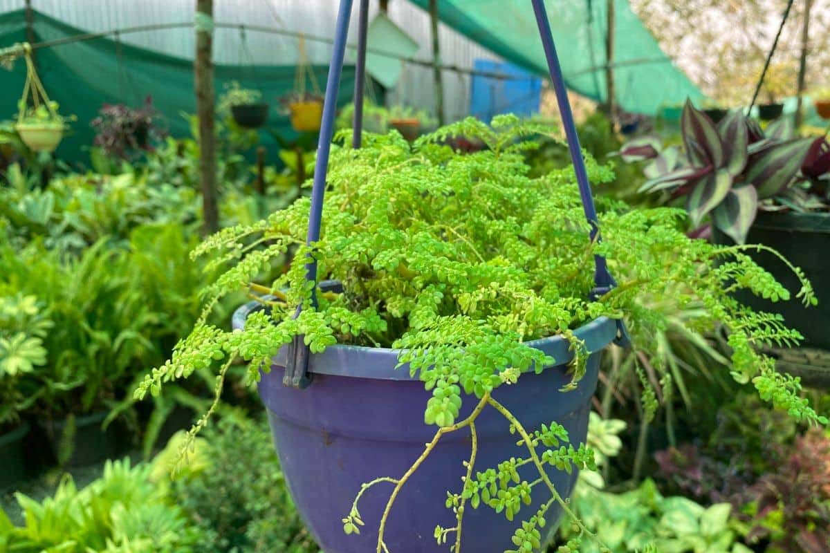 Como cultivar a Planta Brilhantina e aproveitar seus benefícios incríveis: Guia completo para resultados excepcionais