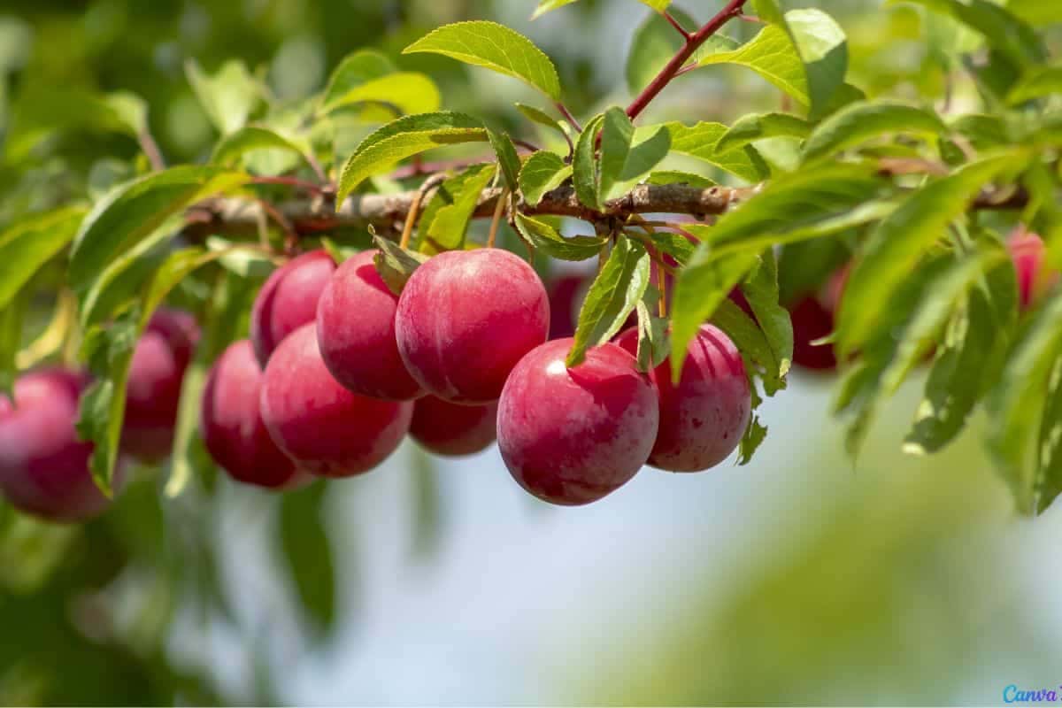 Como plantar ameixa em casa de um jeito simples e sem precisar de muito espaço