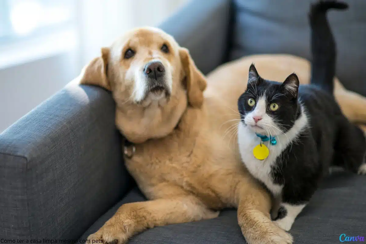 Como ter a casa limpa mesmo com pets