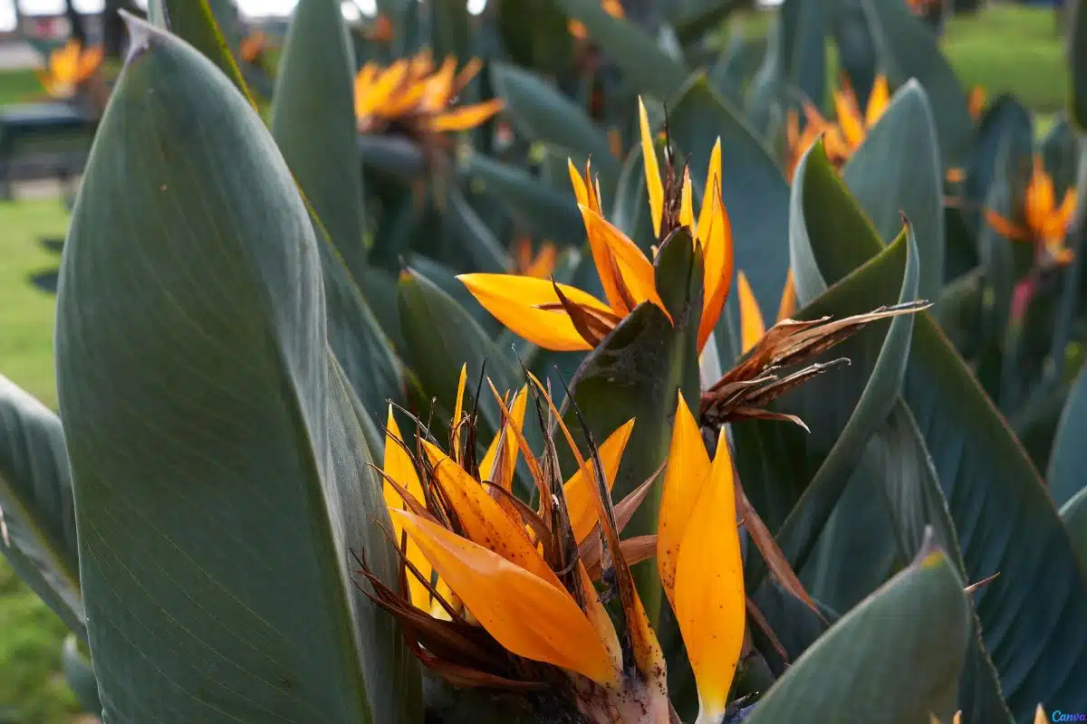 Ave-do-Paraíso: Tudo Sobre a Planta Exótica que Conquista Jardineiros