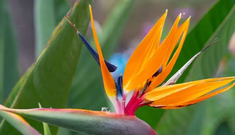 Ave-do-Paraíso: Tudo Sobre a Planta Exótica que Conquista Jardineiros