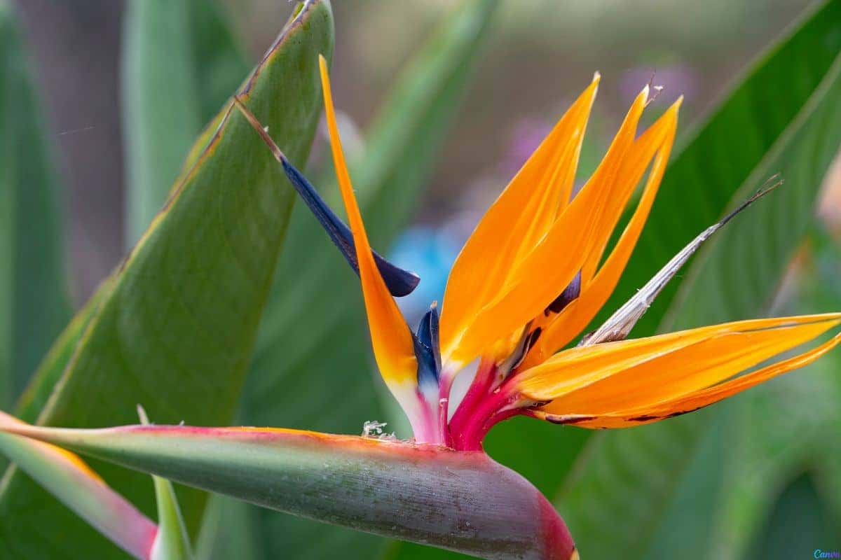 Ave-do-Paraíso: Tudo Sobre a Planta Exótica que Conquista Jardineiros