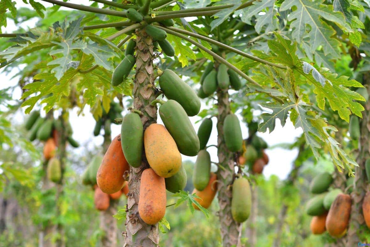Dicas para plantar mamão em casa e colher frutos cheios de nutrientes