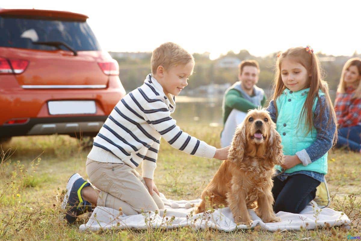 O cão ideal para famílias ativas e que amam atividades ao ar livre