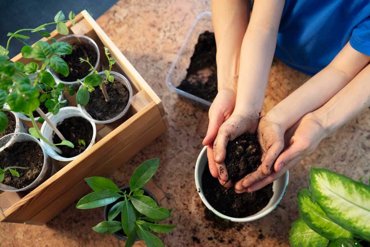 Plantas fáceis de cuidar que deixam sua casa mais bonita e aconchegante