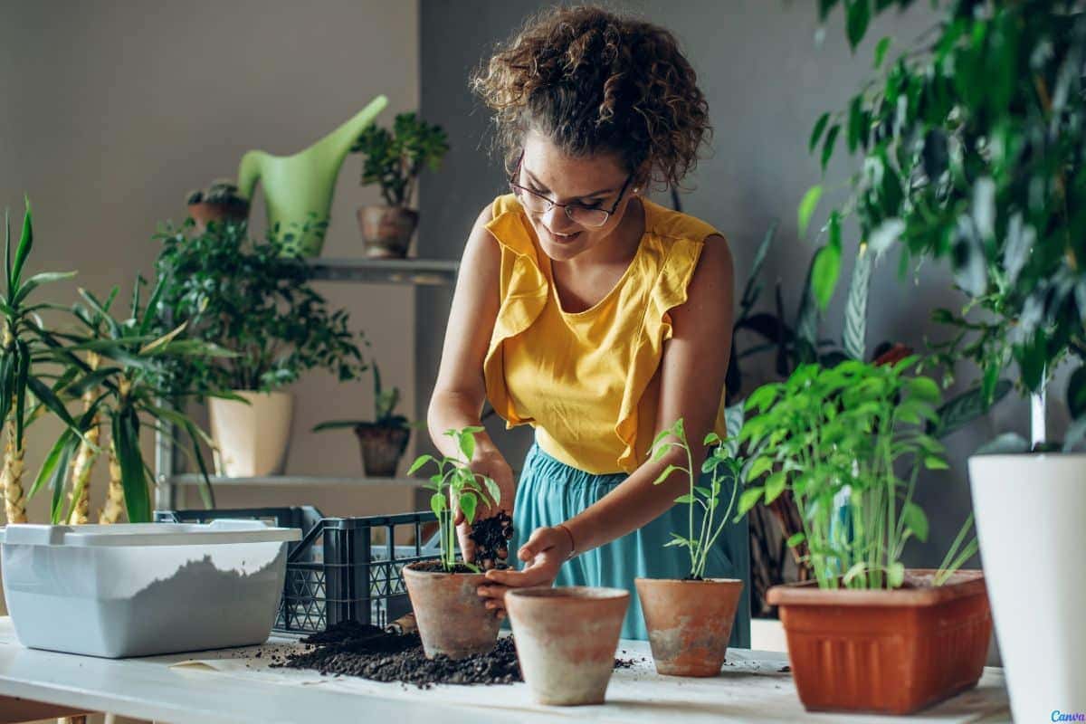 Plantas resistentes que exigem poucos cuidados e deixam a casa mais bonita