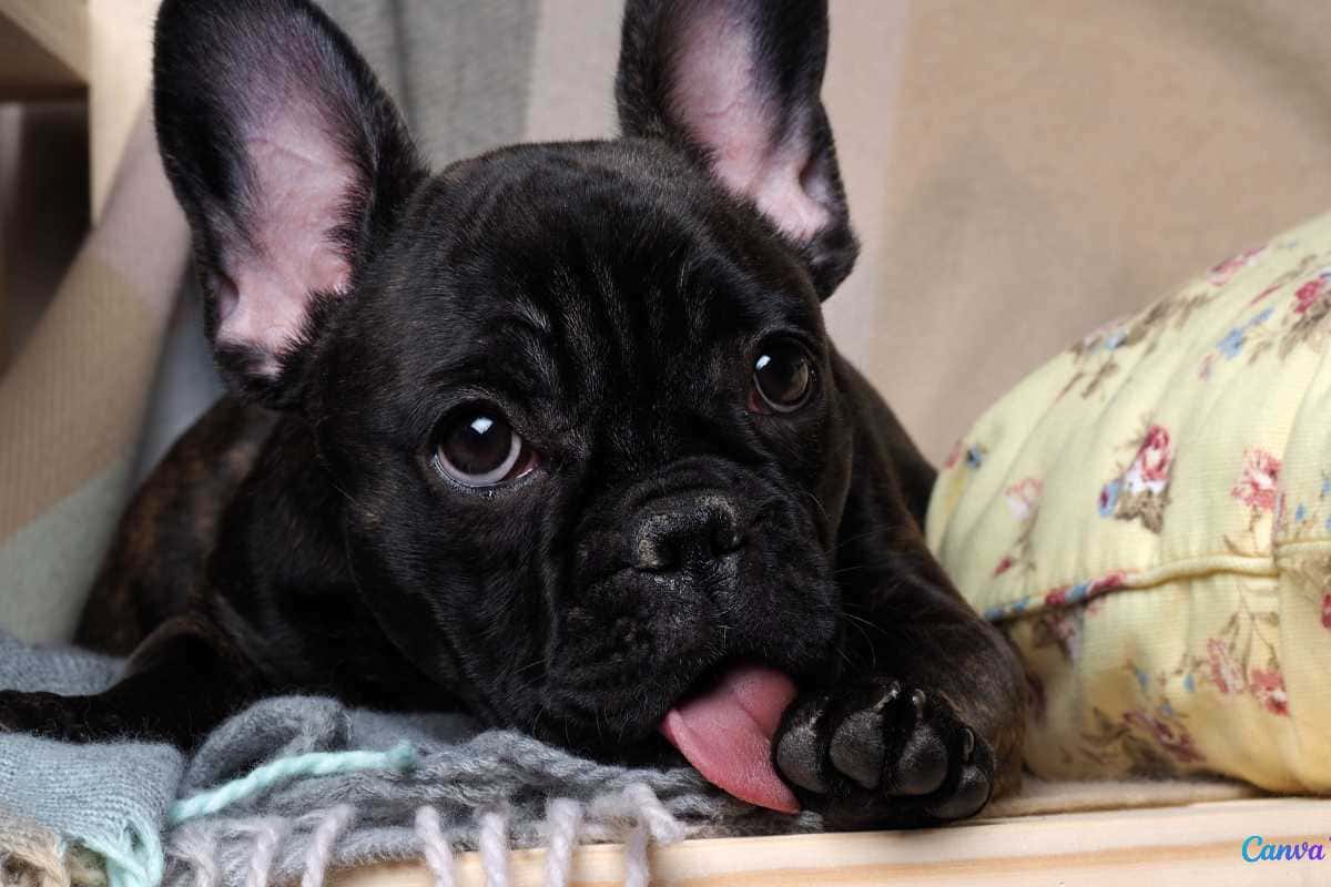 Seu cachorro lambe as patas o tempo todo? Veja o que isso pode indicar