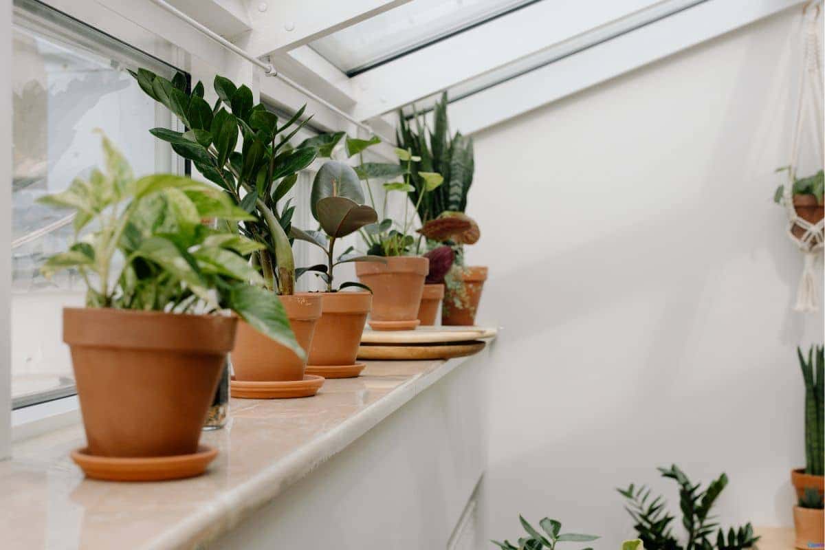 3 plantas que purificam o ar e sobrevivem mesmo com pouca luz