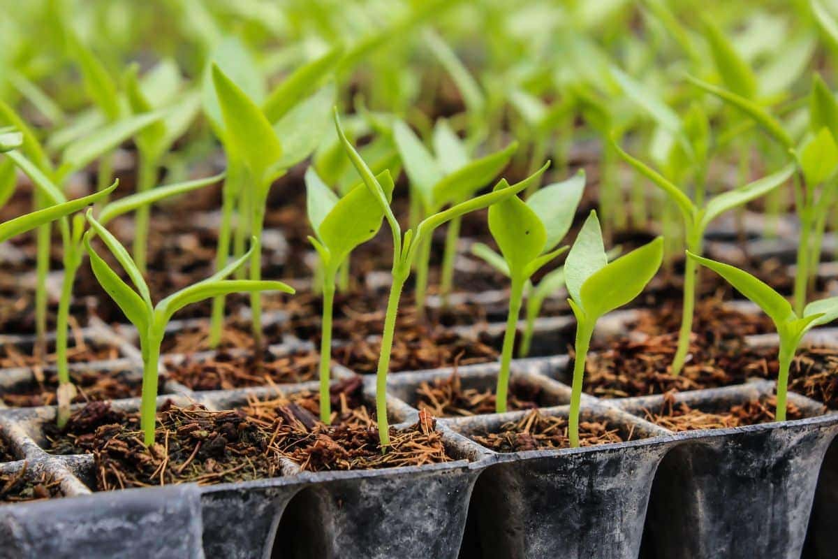 A planta que realmente funciona contra insetos