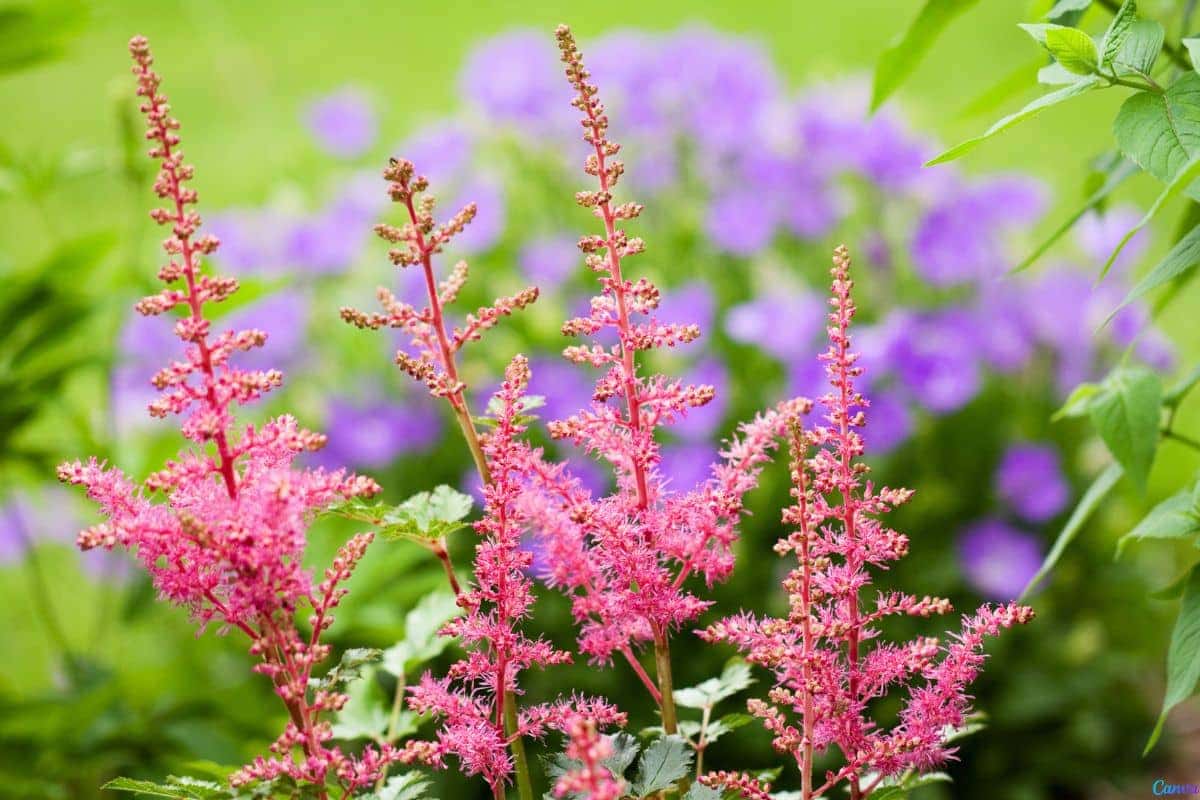 Astilbe: como plantar essa flor elegante no jardim