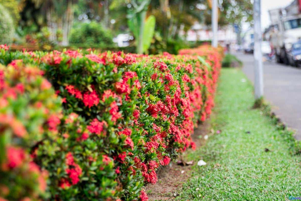 Cerca viva com flores: ideias para jardins encantadores