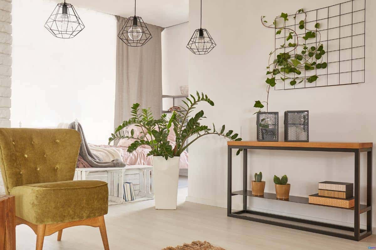 Como cuidar de plantas em apartamento: guia prático para quem não tem tempo
