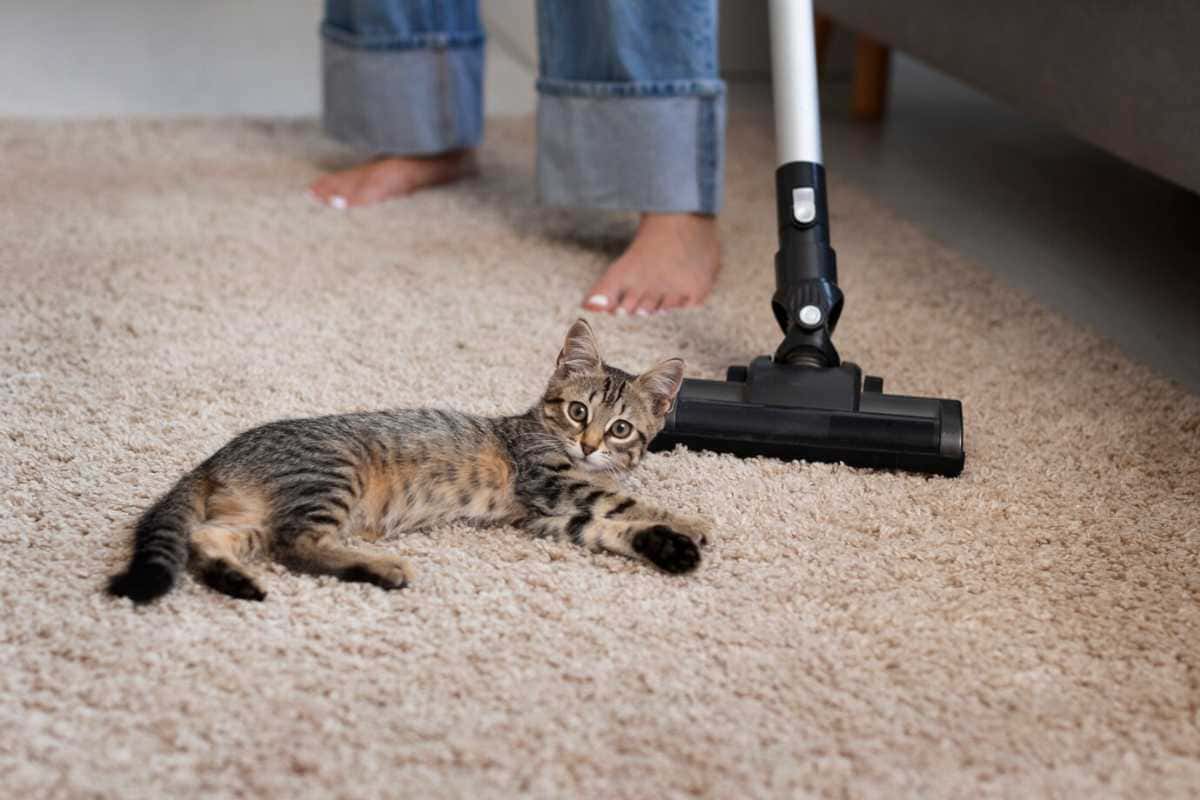 Como deixar o tapete sempre cheiroso mesmo com pets e rotina corrida