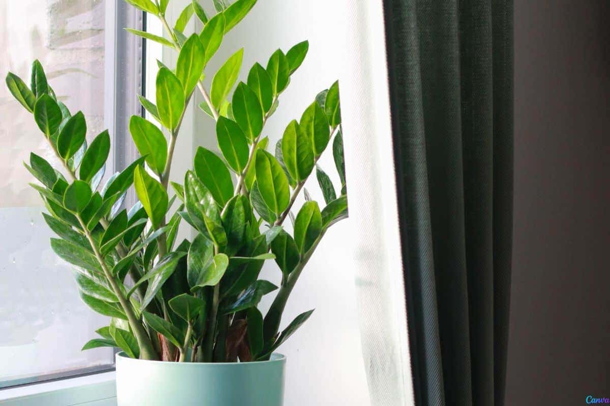Como fazer muda de zamioculca em casa sem mistério