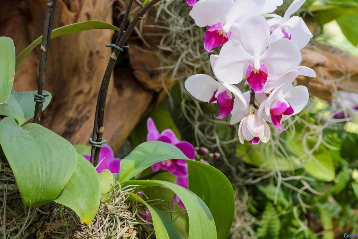 Orquídeas em troncos secos: como fazer o arranjo perfeito