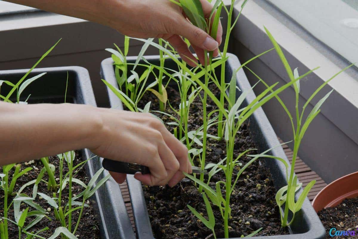 Como montar uma mini horta em apartamento usando materiais simples