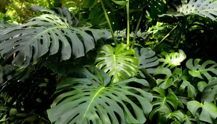 Costela de adão amarelando: o que fazer para recuperar a planta