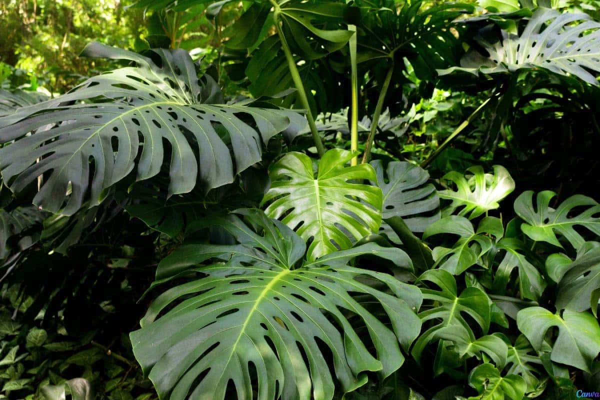 Costela de adão amarelando: o que fazer para recuperar a planta