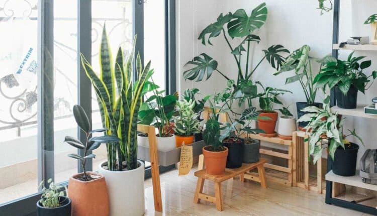 Erros que deixam plantas de apartamento mais vulneráveis ao calor