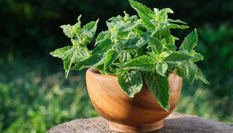 Essa erva fácil de cultivar melhora a qualidade do sono e reduz o estresse