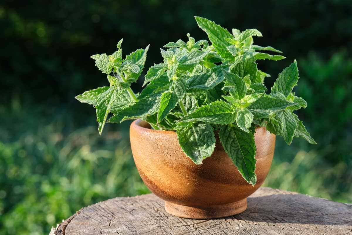 Essa erva fácil de cultivar melhora a qualidade do sono e reduz o estresse