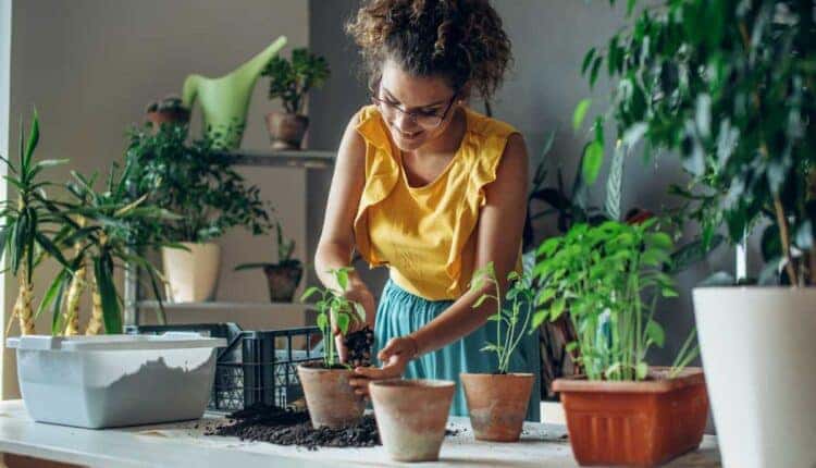 Plantas de fácil cuidado que transformam pequenos quintais em espaços de relaxamento