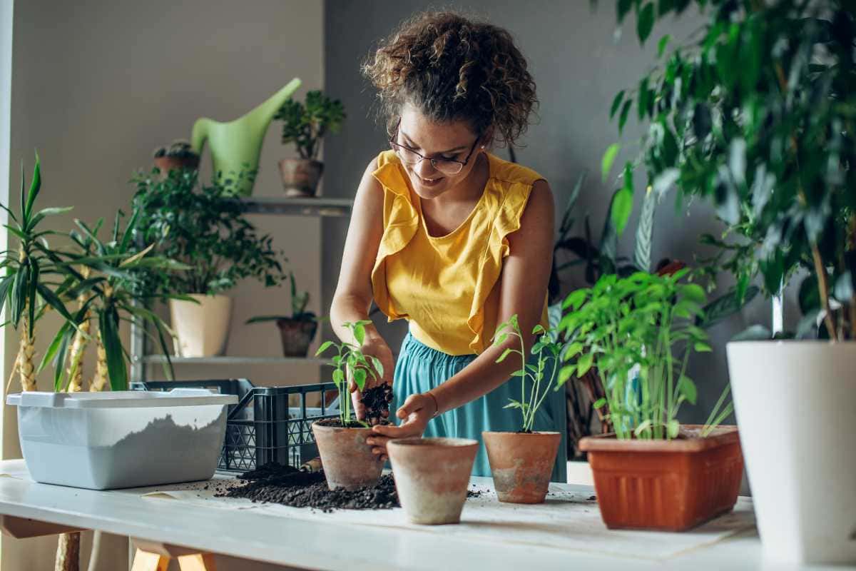 Plantas de fácil cuidado que transformam pequenos quintais em espaços de relaxamento