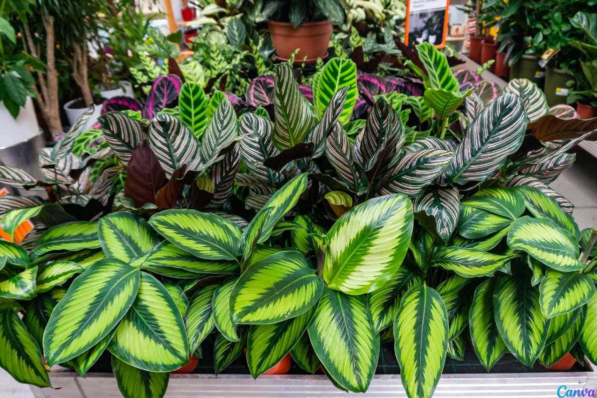 Como proteger suas plantas do vento forte e evitar folhas quebradas