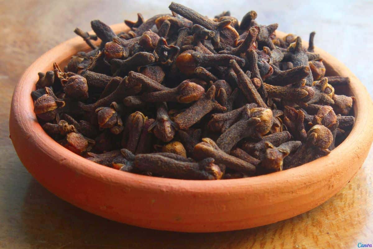 Dica com cravo-da-índia que está ajudando a afastar insetos naturalmente