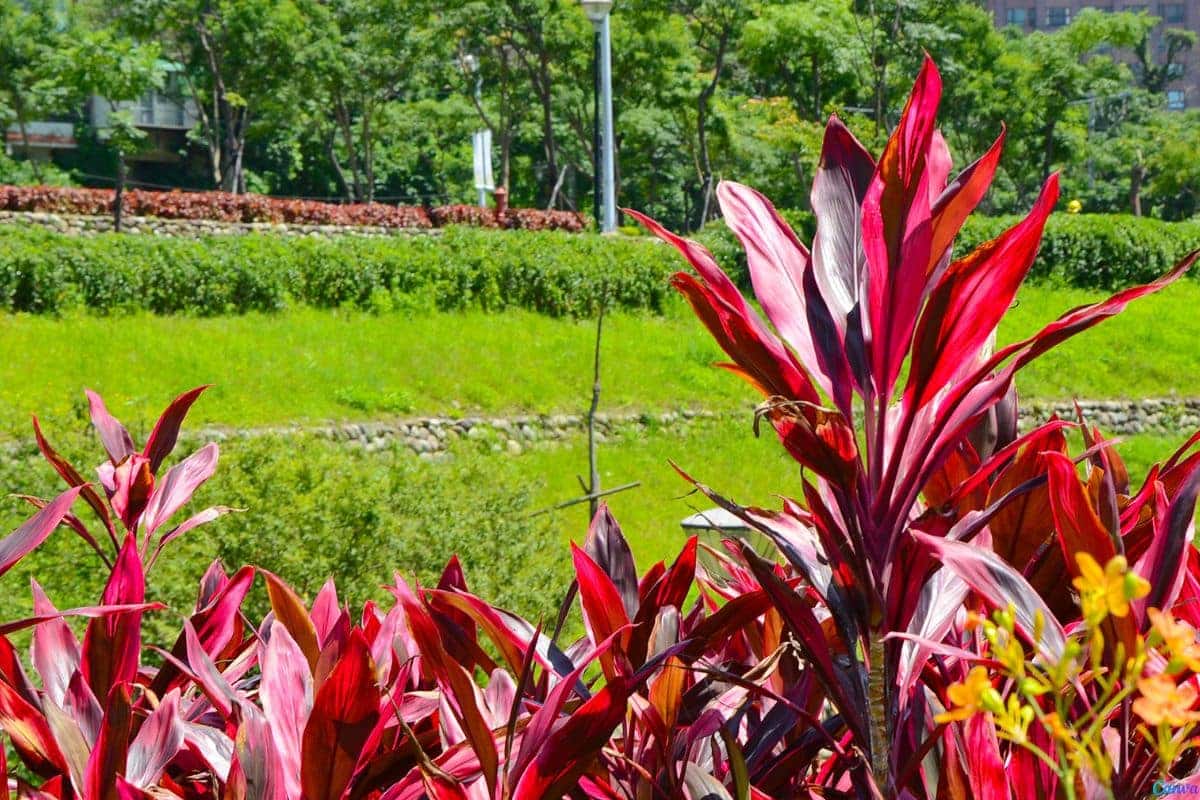 Dracena rubra cuidados essenciais para manter vibrante