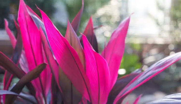 Dracena rubra cuidados essenciais para manter vibrante