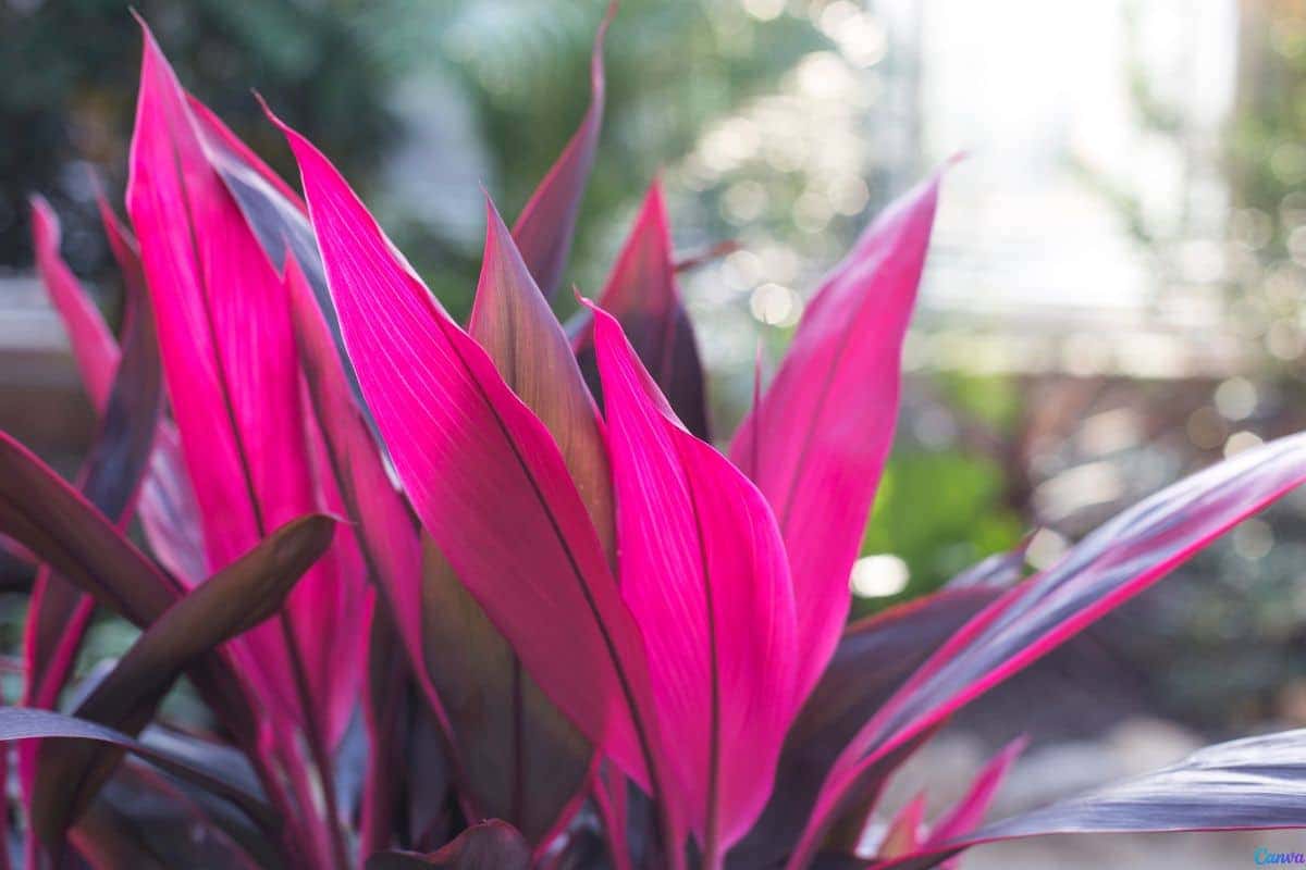 Dracena rubra cuidados essenciais para manter vibrante