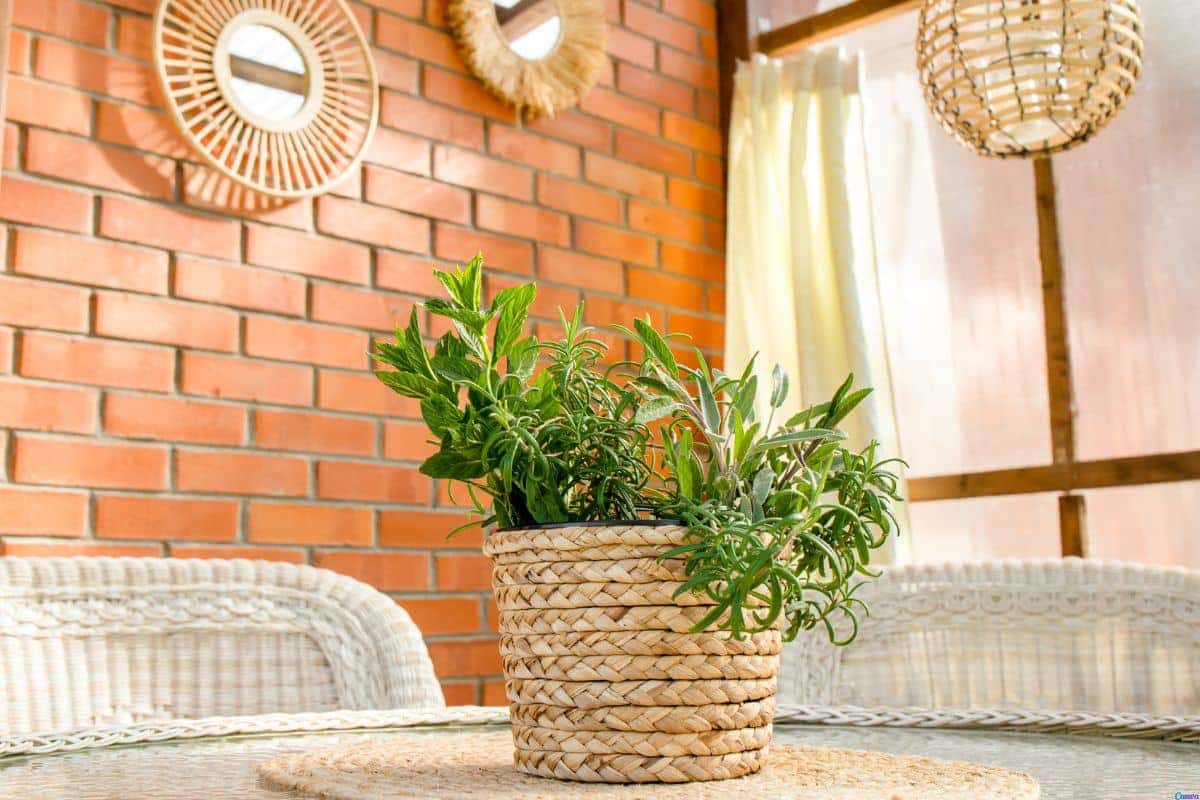 Essa planta está sendo usada para afastar insetos dentro de casa — e funciona mesmo
