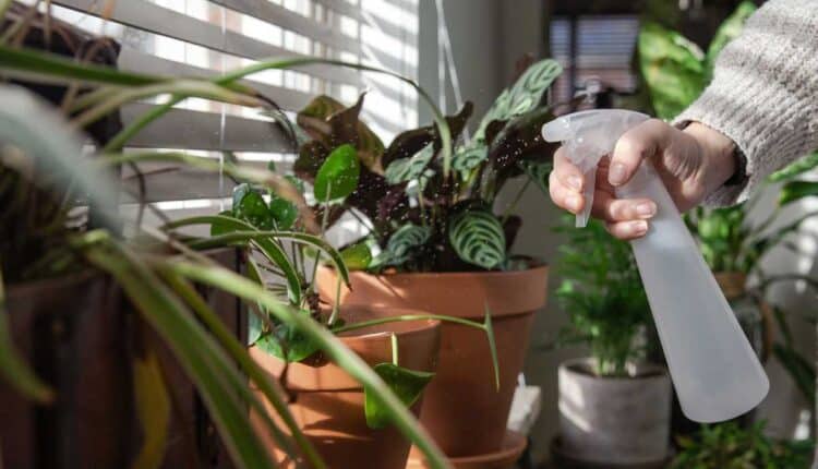 Essa planta fácil de cuidar deixa a casa mais fresca e afasta insetos