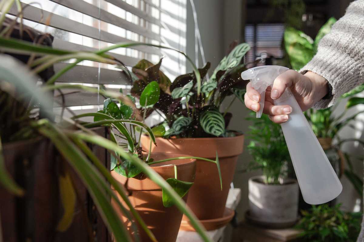 Essa planta fácil de cuidar deixa a casa mais fresca e afasta insetos