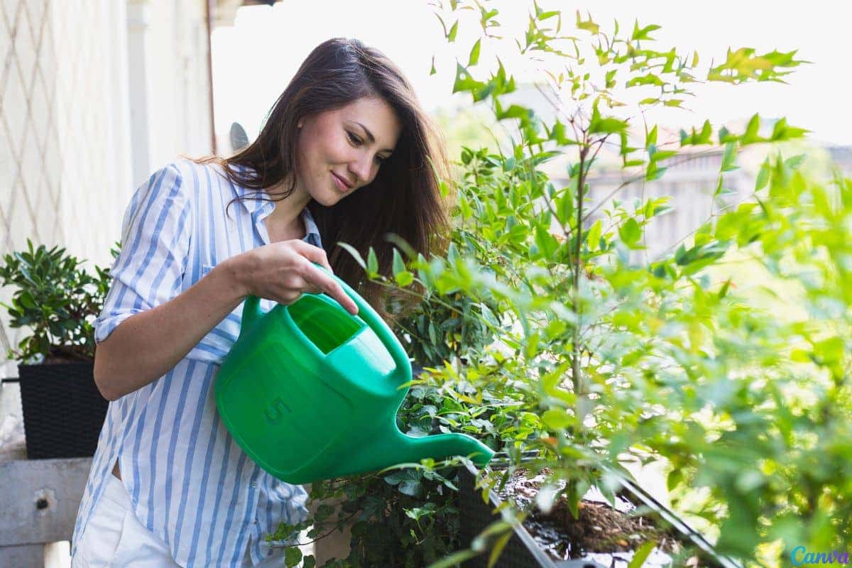 Essa técnica de rega evita que suas plantas morram no calor intenso