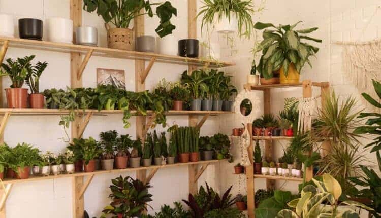 Estante para plantas área externa: ideias práticas e charmosas