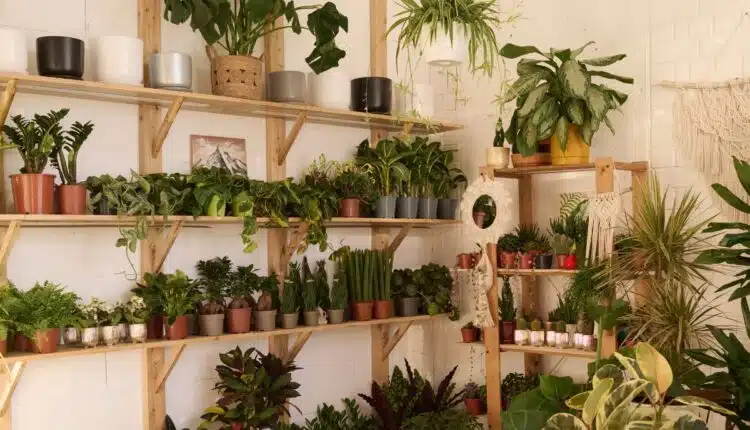 Estante para plantas área externa: ideias práticas e charmosas