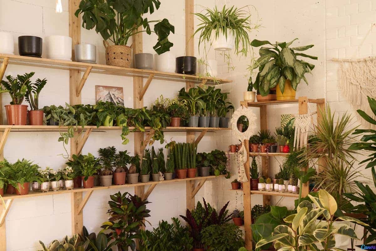 Estante para plantas área externa: ideias práticas e charmosas