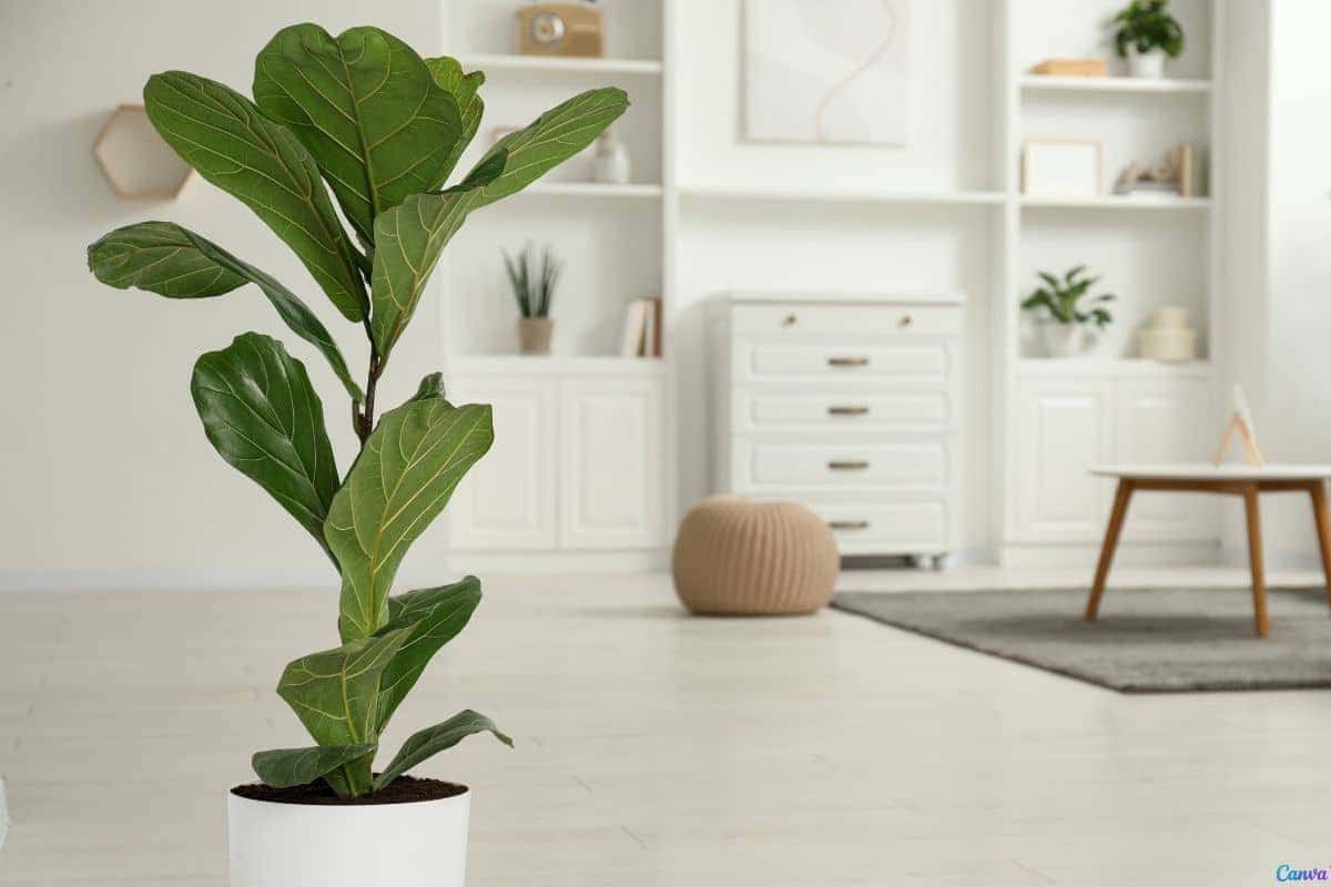 Ficus lyrata bambino: cuidados para manter as folhas impecáveis